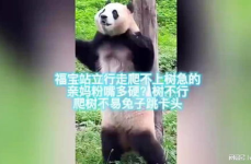 直击大熊猫福宝与公众见面,与游客温馨重逢